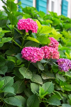 A very beautiful pink hydrangea bush against the background of a beautiful house with green shutters