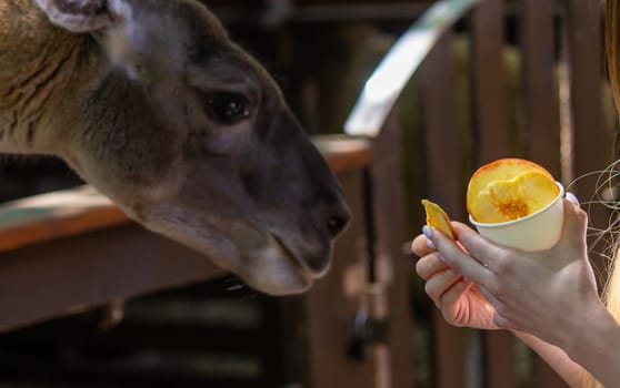 close-up of a girl feeding a llama from her hands