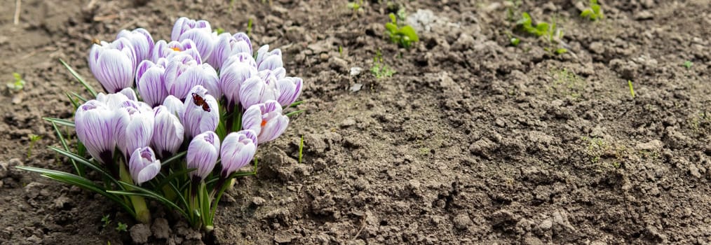 Purple Crocus Flowers in Spring. High quality photo.