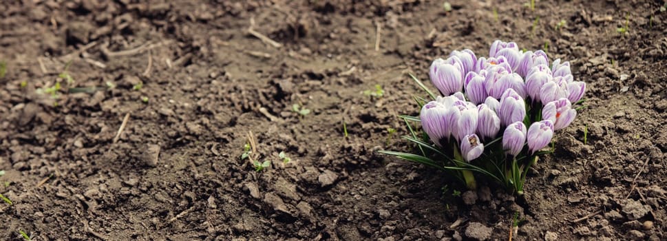 Purple Crocus Flowers in Spring. High quality photo.