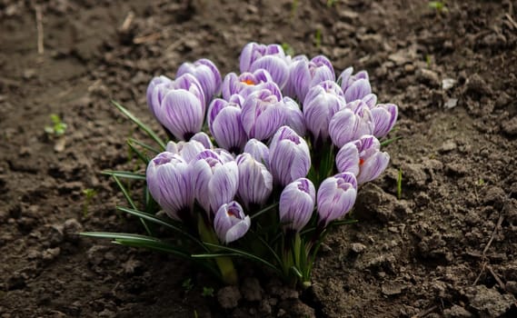 Purple Crocus Flowers in Spring. High quality photo.