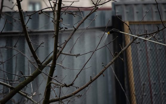 a man sprays trees in the spring.