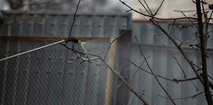 a man sprays trees in the spring.