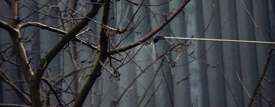 a man sprays trees in the spring.