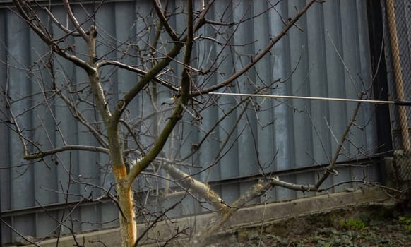 a man sprays trees in the spring.