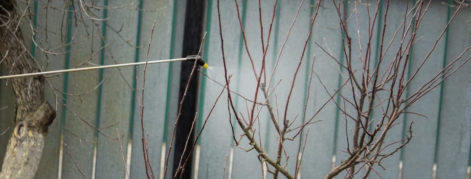 a man sprays trees in the spring.