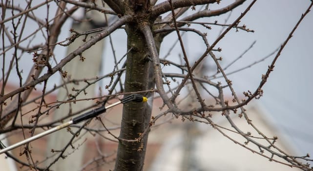 a man sprays trees in the spring.