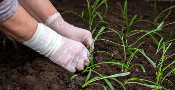 close-up of a woman planting a seedling in the soil