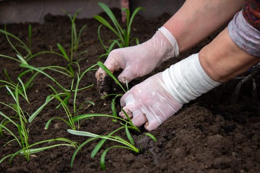 close-up of a woman planting a seedling in the soil