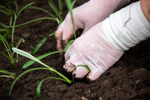 close-up of a woman planting a seedling in the soil