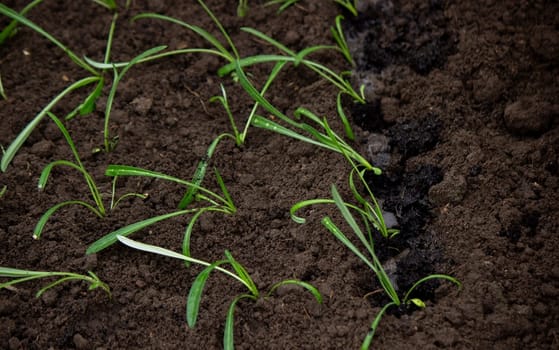 close-up of a woman planting a seedling in the soil