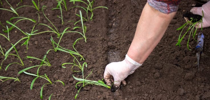 close-up of a woman planting a seedling in the soil