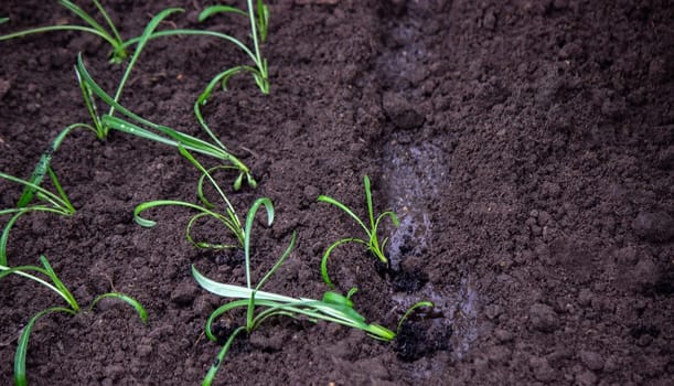 close-up of a woman planting a seedling in the soil