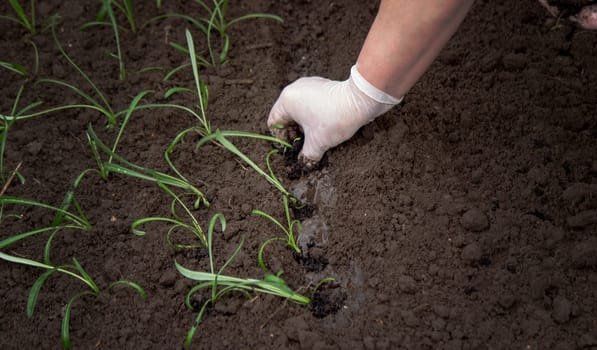 close-up of a woman planting a seedling in the soil