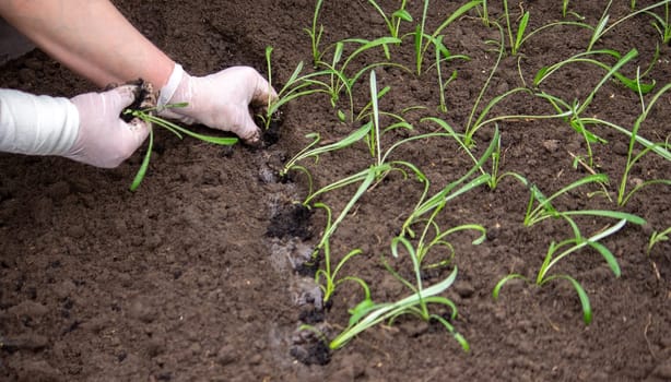 close-up of a woman planting a seedling in the soil