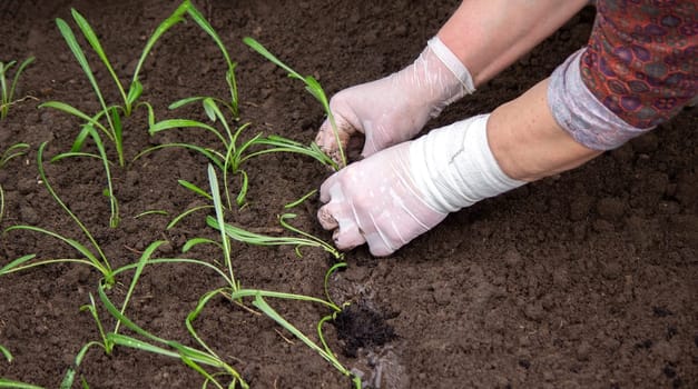 close-up of a woman planting a seedling in the soil