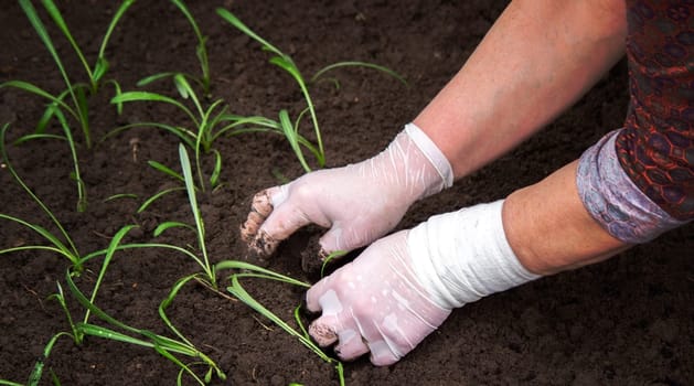 close-up of a woman planting a seedling in the soil