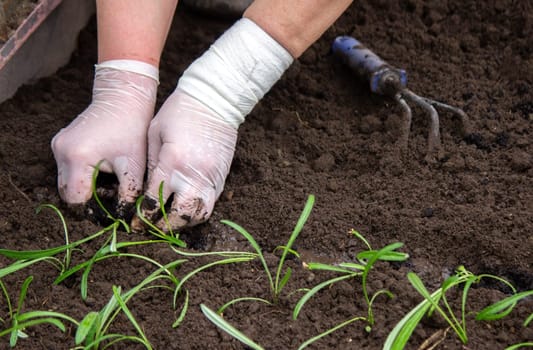 close-up of a woman planting a seedling in the soil