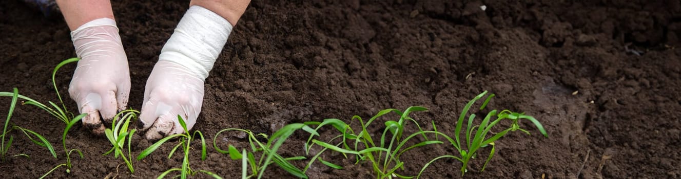 close-up of a woman planting a seedling in the soil