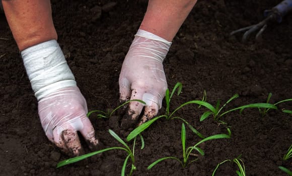 close-up of a woman planting a seedling in the soil