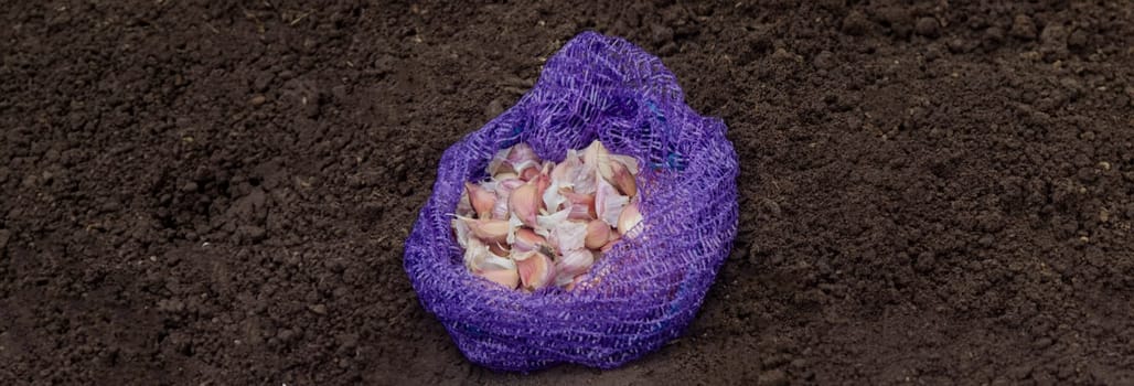 Hands of a farmer holding garlic. planting garlic