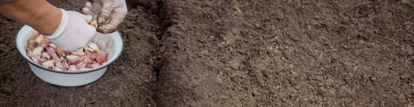 Hands of a farmer holding garlic. planting garlic