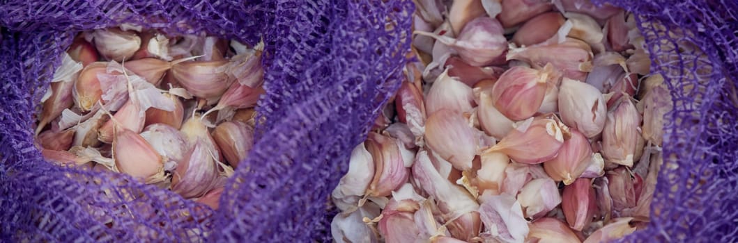 Hands of a farmer holding garlic. planting garlic