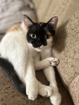 A cute Calico cat with black, orange, and white fur is lounging on a soft couch. The background is a soothing beige color.