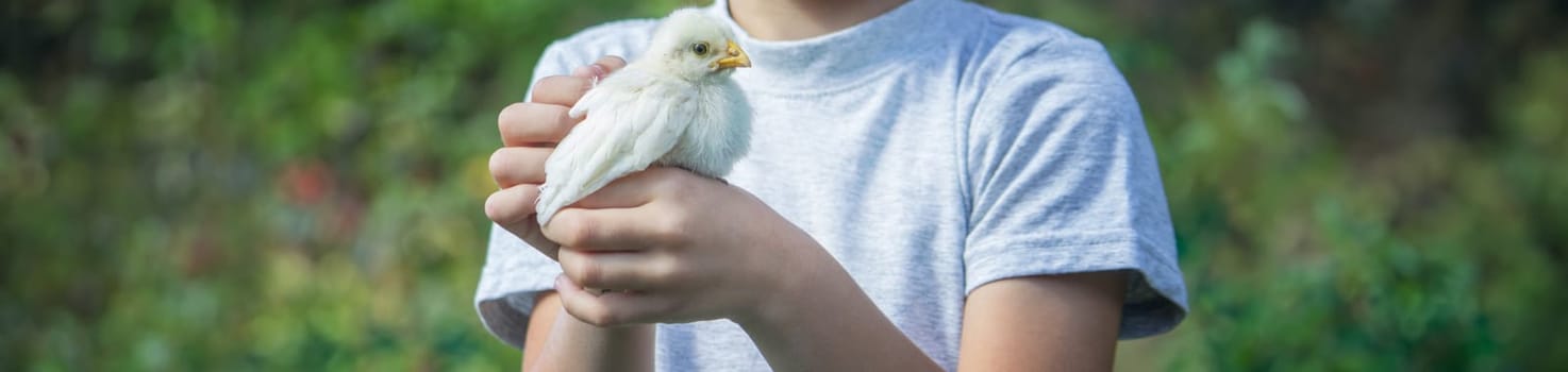 happy little boy holding a chicken in his hands on the background of nature.