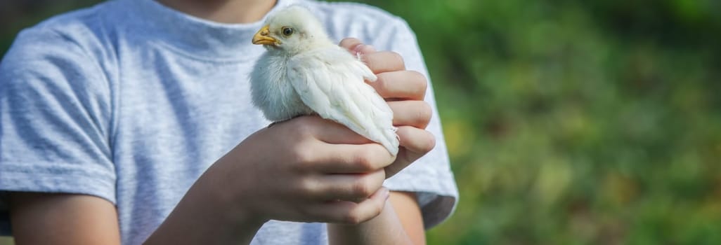 happy little boy holding a chicken in his hands on the background of nature.