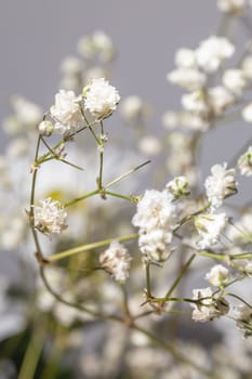 A beautiful macro shot of a white babys breath flower, capturing its intricate details and delicate petals.