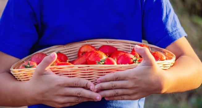 a child holds a crop of home tomatoes