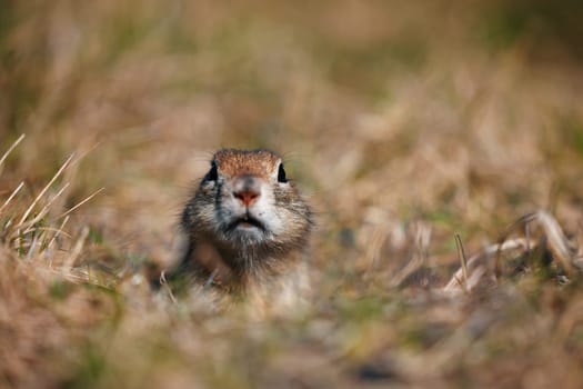 Portrait of a funny gopher, little ground squirrel or little suslik, Spermophilus pygmaeus is a species of rodent in the family Sciuridae. Suslik next to the hole. It is found from Eastern Europe.