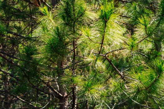 Bright green young pines sun day. Needles branches close up. Coniferous forest. Vietnam Dalat pine wood atmosphere.
