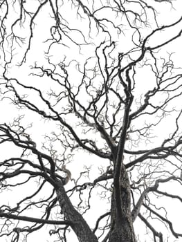 Bare tree branches similar in shape to a thunderstorm, branches against the sky, sadness and depression. High quality photo