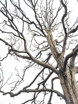 Bare tree branches similar in shape to a thunderstorm, branches against the sky, sadness and depression. High quality photo