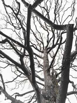 Bare tree branches similar in shape to a thunderstorm, branches against the sky, sadness and depression. High quality photo