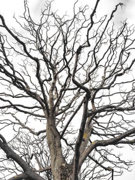 Bare tree branches similar in shape to a thunderstorm, branches against the sky, sadness and depression. High quality photo