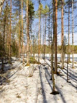 The wild forest wakes up, the sun rays through the trees, the snow melts, streams flow, green fir-trees at clear sunny day, snow has almost thawed, slow movement. High quality photo