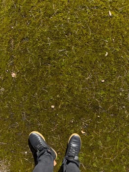 Human feet in black sneakers and jeans are standing on the fine moss with pine needles under the sun in the first days of spring. High quality photo