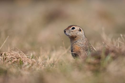 Portrait of a funny gopher, little ground squirrel or little suslik, Spermophilus pygmaeus is a species of rodent in the family Sciuridae. Suslik next to the hole. It is found from Eastern Europe.