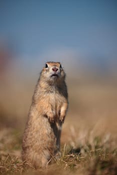 Portrait of a funny gopher, little ground squirrel or little suslik, Spermophilus pygmaeus is a species of rodent in the family Sciuridae. Suslik next to the hole. It is found from Eastern Europe.