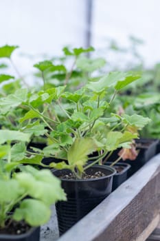 Growing flower seedlings in the greenhouse room. Plants are standing on shelves.