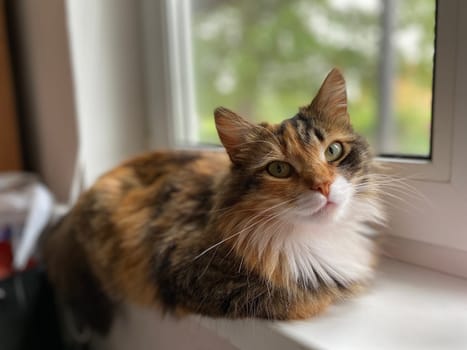 a cute red cat sits on the windowsill. High quality photo