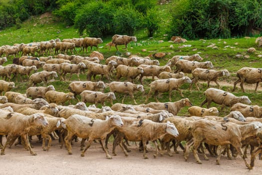 large flock of sheep with digit 5 moving along dusty dirt road in mountains to a pasture at summer day
