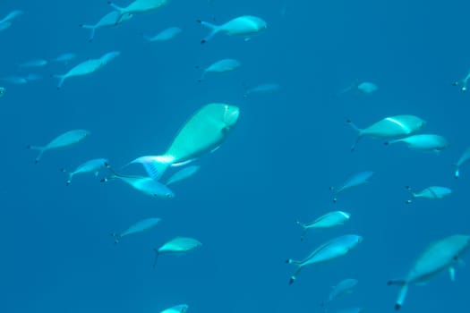 sea fish swims in the depths, underwater life