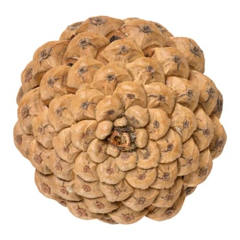 Brown dry pine cone on isolated background, close up