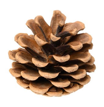 Brown dry pine cone on isolated background, close up