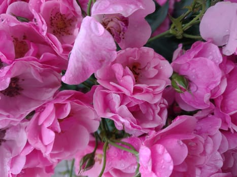 The fresh light pink rose petal background with water rain drop.