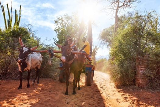 Ifaty, Madagascar - May 01, 2019: Wooden cart pulled by zebu cattle with unknown Malagasy men going near baobab, octopus trees, and small bushes, strong sun backlight